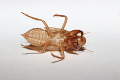 Meimuna opalifera