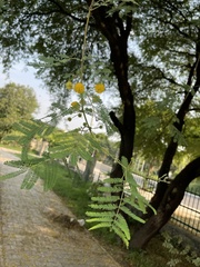 Vachellia nilotica kraussiana