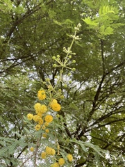 Vachellia nilotica kraussiana