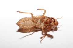 Meimuna opalifera