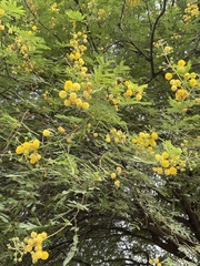 Vachellia nilotica kraussiana