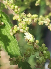 Liocoris tripustulatus
