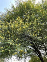 Vachellia nilotica kraussiana