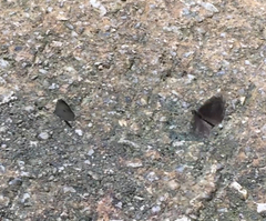 Neopithecops zalmora zalmora