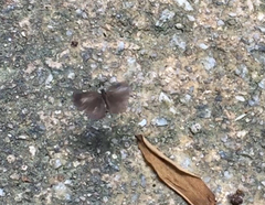 Neopithecops zalmora zalmora