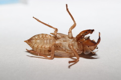 Meimuna opalifera