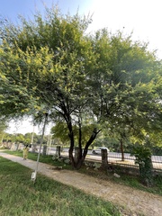 Vachellia nilotica kraussiana