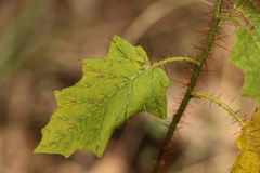 Solanum mitchellianum