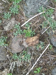 Veronica grandiflora