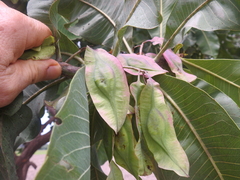 Terminalia macroptera