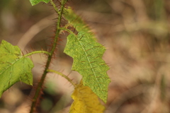 Solanum mitchellianum