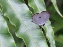 Neopithecops zalmora zalmora