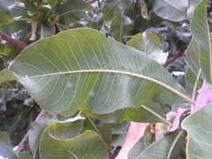 Terminalia macroptera