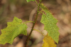 Solanum mitchellianum