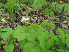 Thalictrum filamentosum