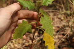 Solanum mitchellianum
