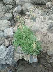 Artemisia glomerata