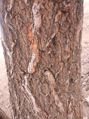 Terminalia macroptera