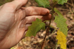 Solanum mitchellianum