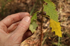 Solanum mitchellianum