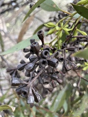 Eucalyptus froggattii