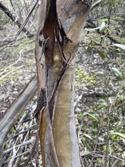 Eucalyptus froggattii