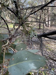 Eucalyptus froggattii