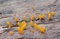 Calocera sinensis