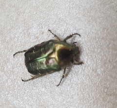Cetonia aurata