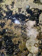 Pachygrapsus plicatus
