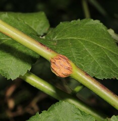 Lasioptera rubi