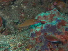 Pseudocoris yamashiroi