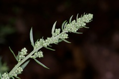 Artemisia carruthii