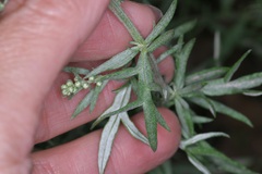 Artemisia carruthii