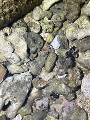 Xiphonectes longispinosus