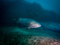 Giant Grouper photo 4