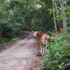 Bos javanicus birmanicus