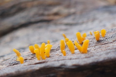 Calocera sinensis