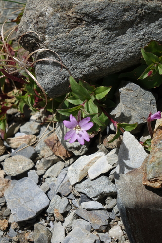 Epilobium algidum (Epilobium algidum)