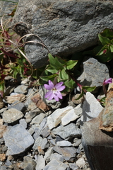 Epilobium algidum