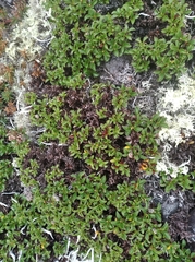 Salix tschuktschorum