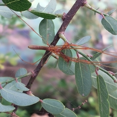 Tetragnatha hasselti