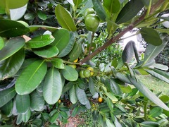 Garcinia multiflora