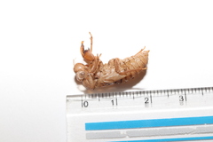Meimuna opalifera