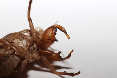 Meimuna opalifera