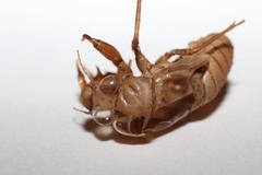 Meimuna opalifera