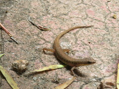 Saproscincus basiliscus