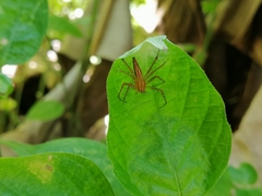 Oxyopes