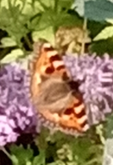 Aglais urticae