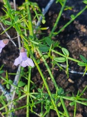 Prostanthera sejuncta